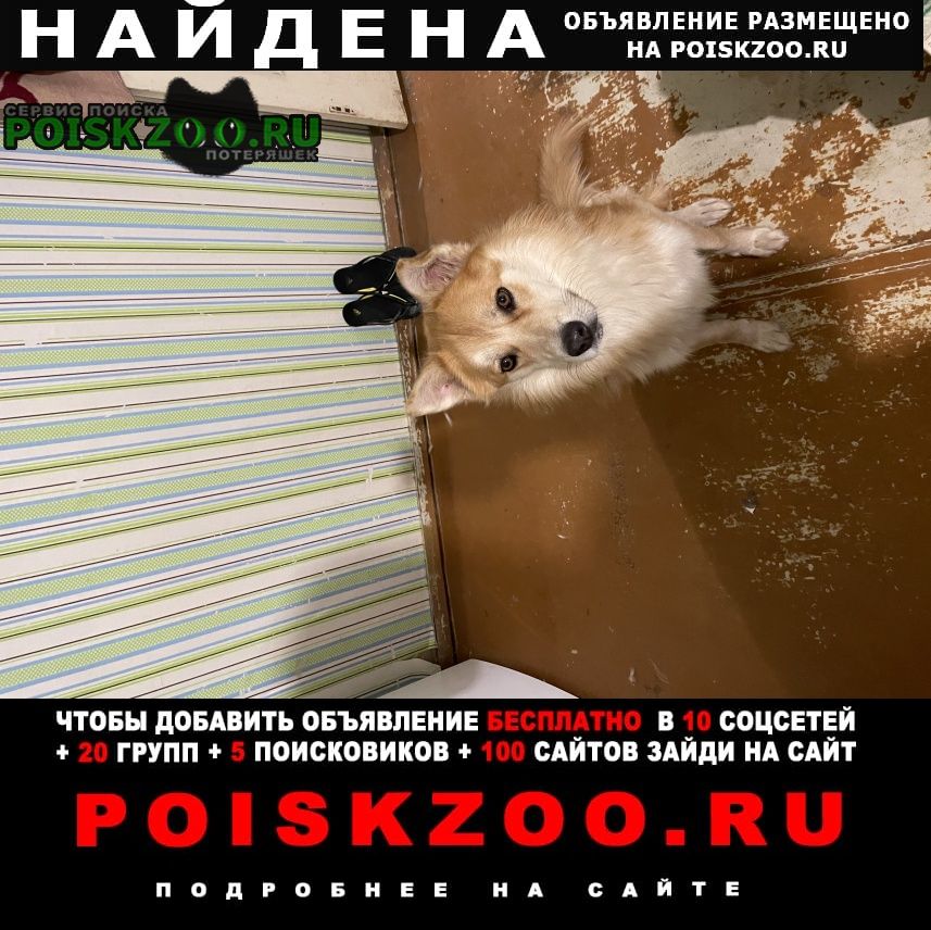 Дзержинск Найдена собака кобель