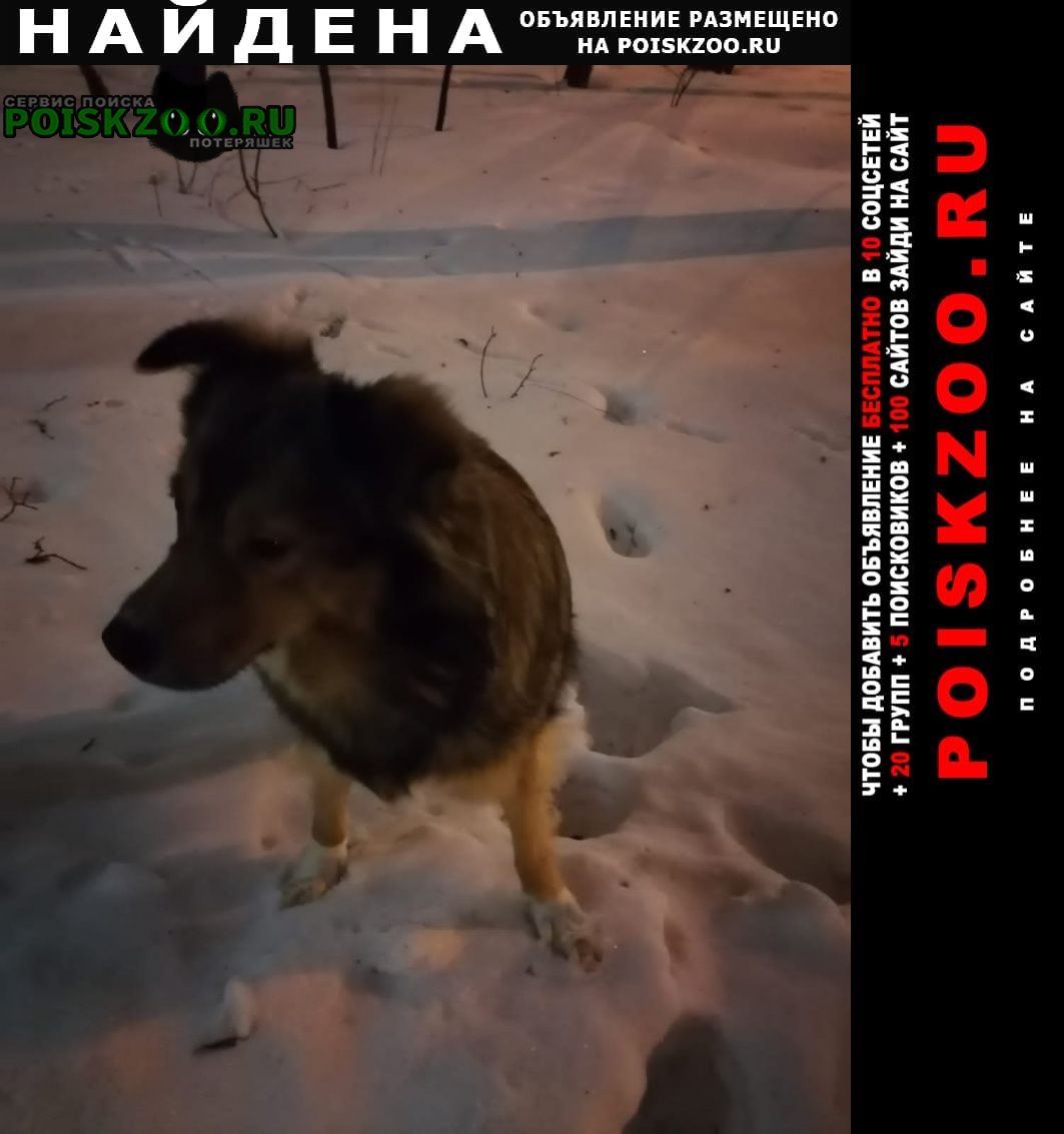 Найдена собака северное тушино замечена рыжая собачка Москва