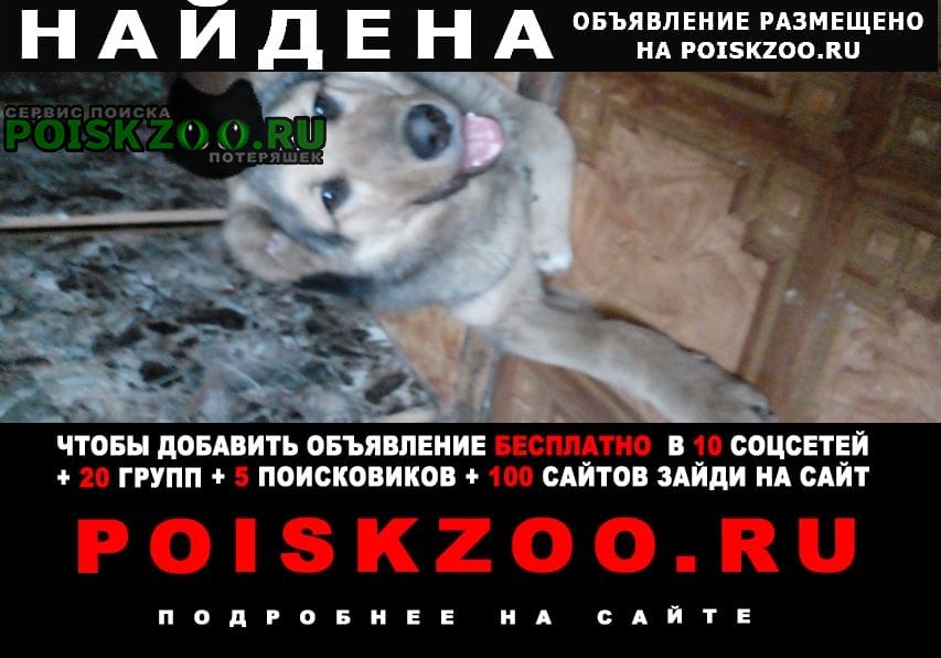 Москва Найдена собака кобель метис алабая.