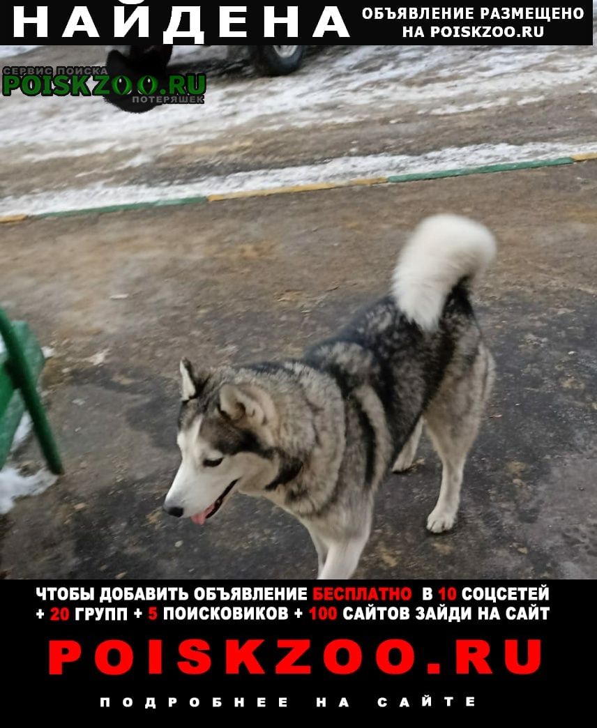 Томилино Найдена собака кобель хаски