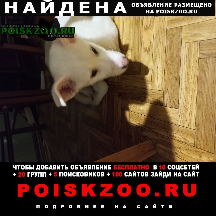 Москва Найдена собака