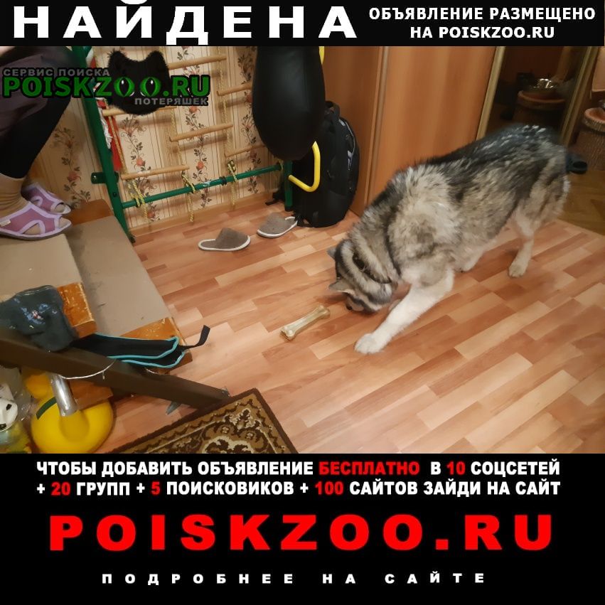 Найдена собака хаски, в районе вокзала 13 января 2023 Сергиев Посад