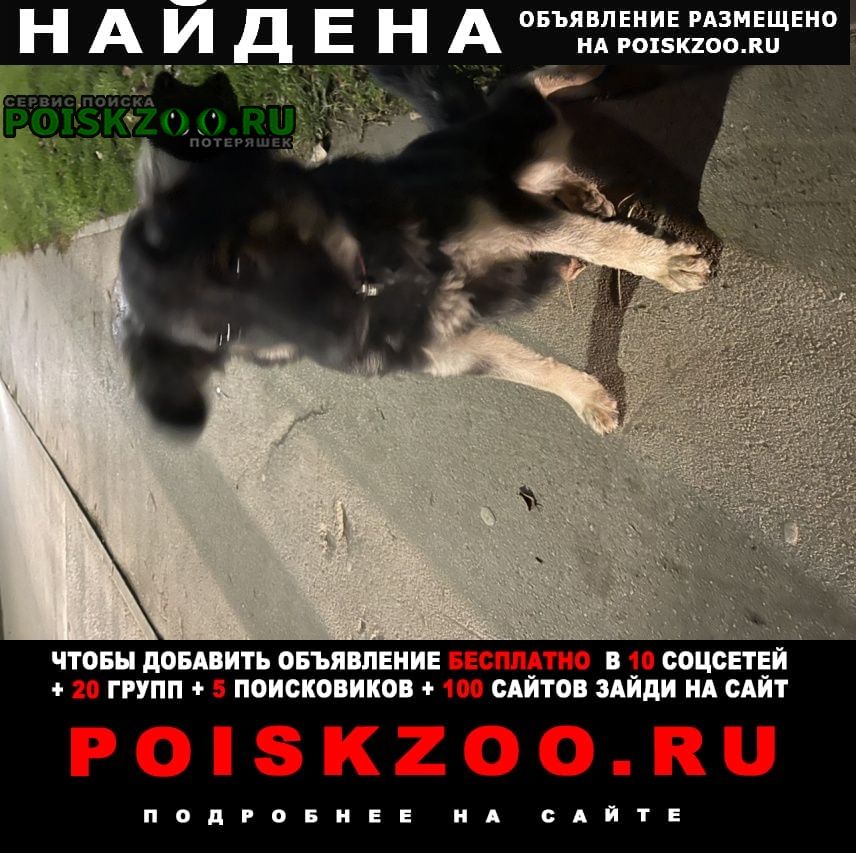 Найдена собака щенок, девочка с ошейником Севастополь