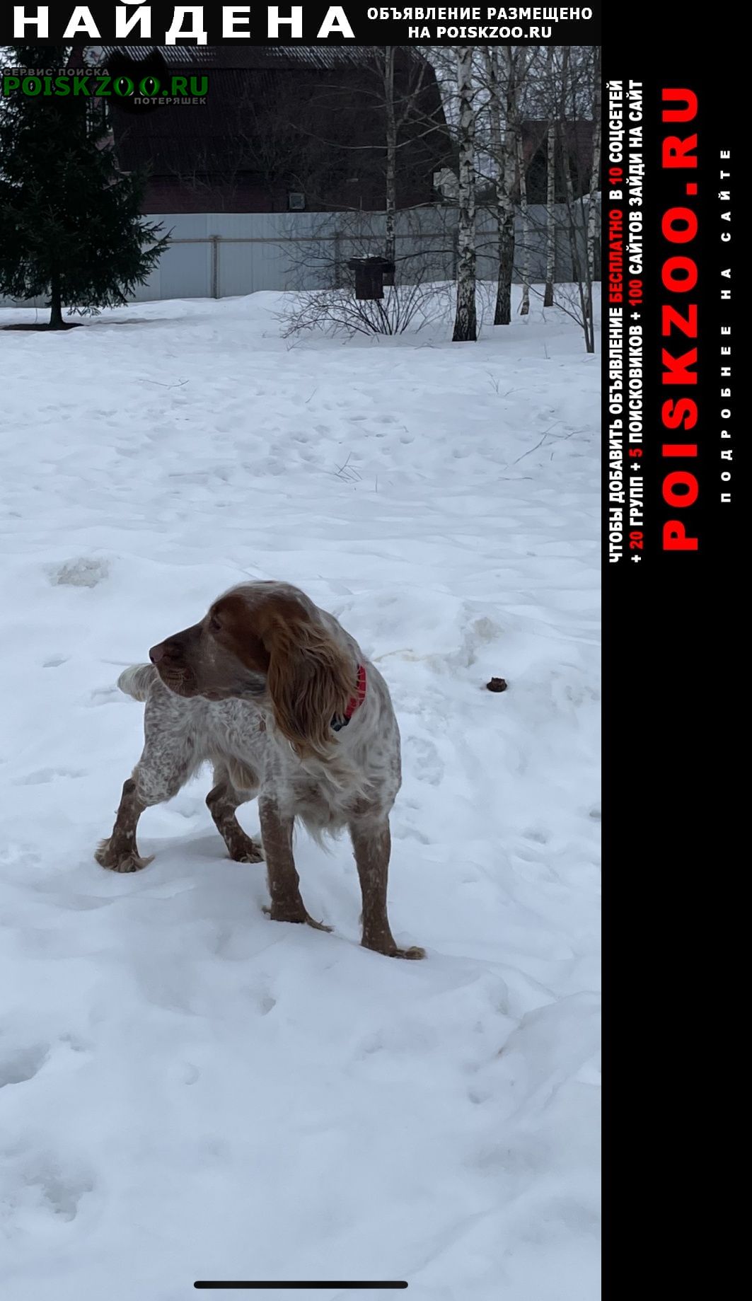Найдена собака кобель снт «ворсино-1» Балабаново