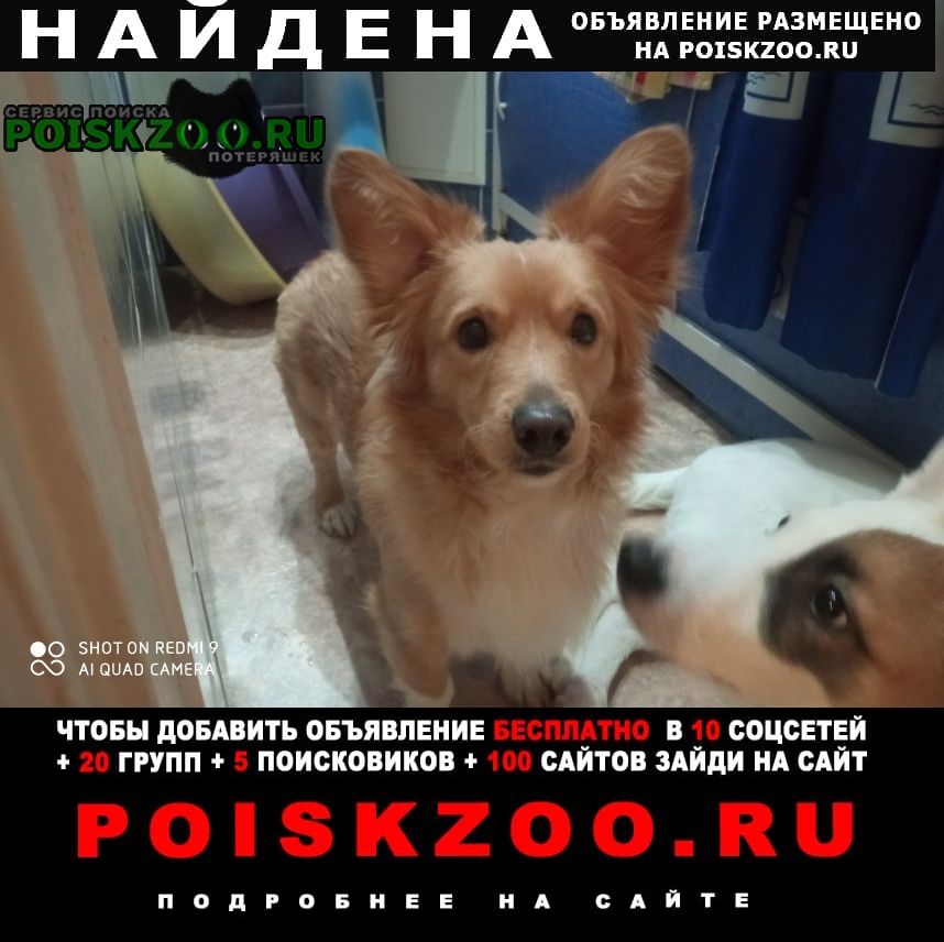 Найдена собака кобель Новоуральск