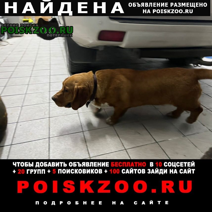Найдена собака кобель новороссиск Новороссийск