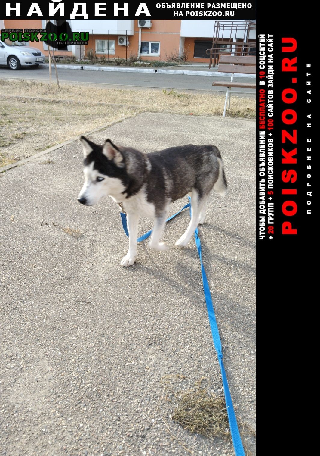 Найдена собака хаски Краснодар