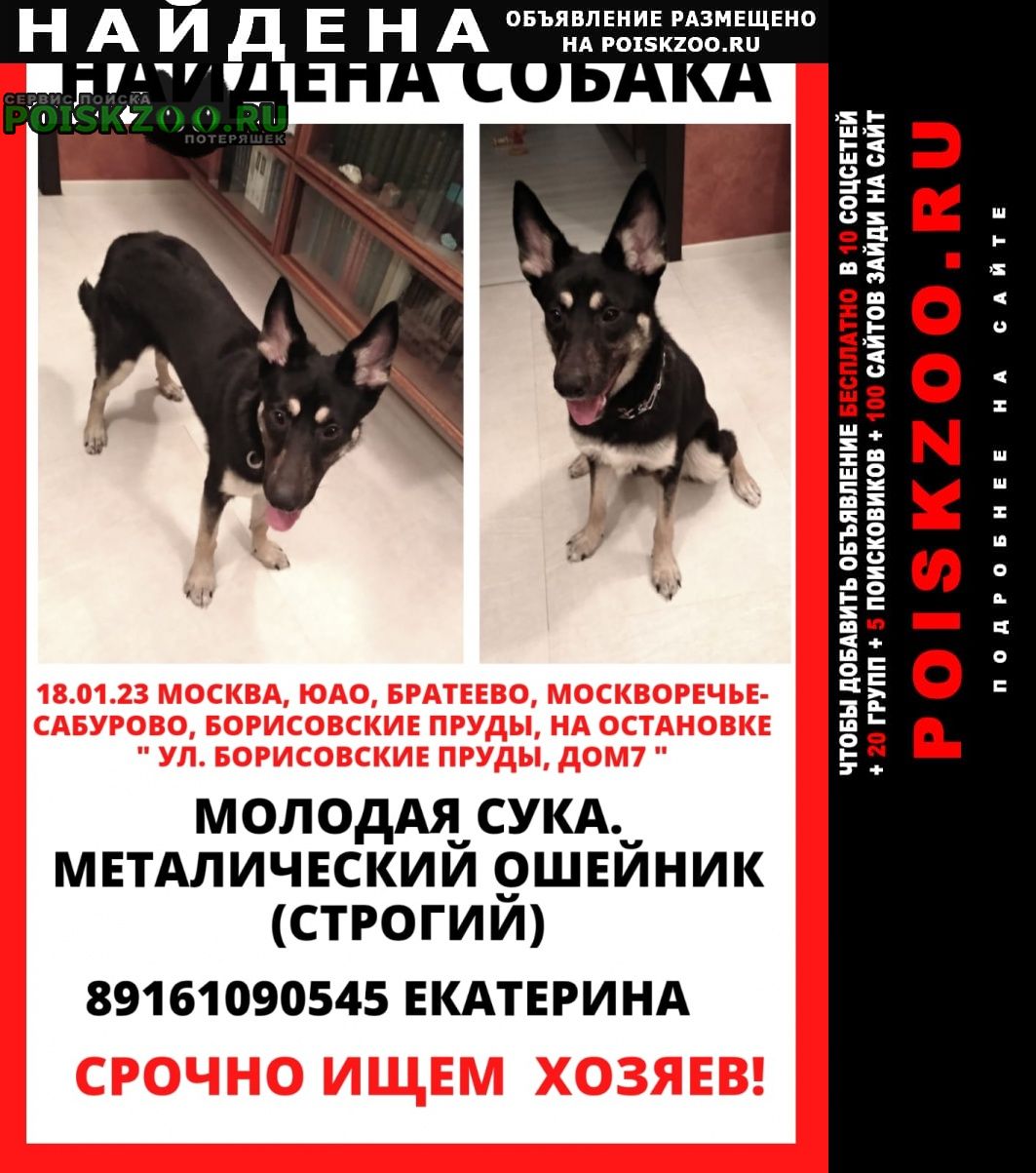 Москва Найдена собака метис овчарки с хвостиком лайки