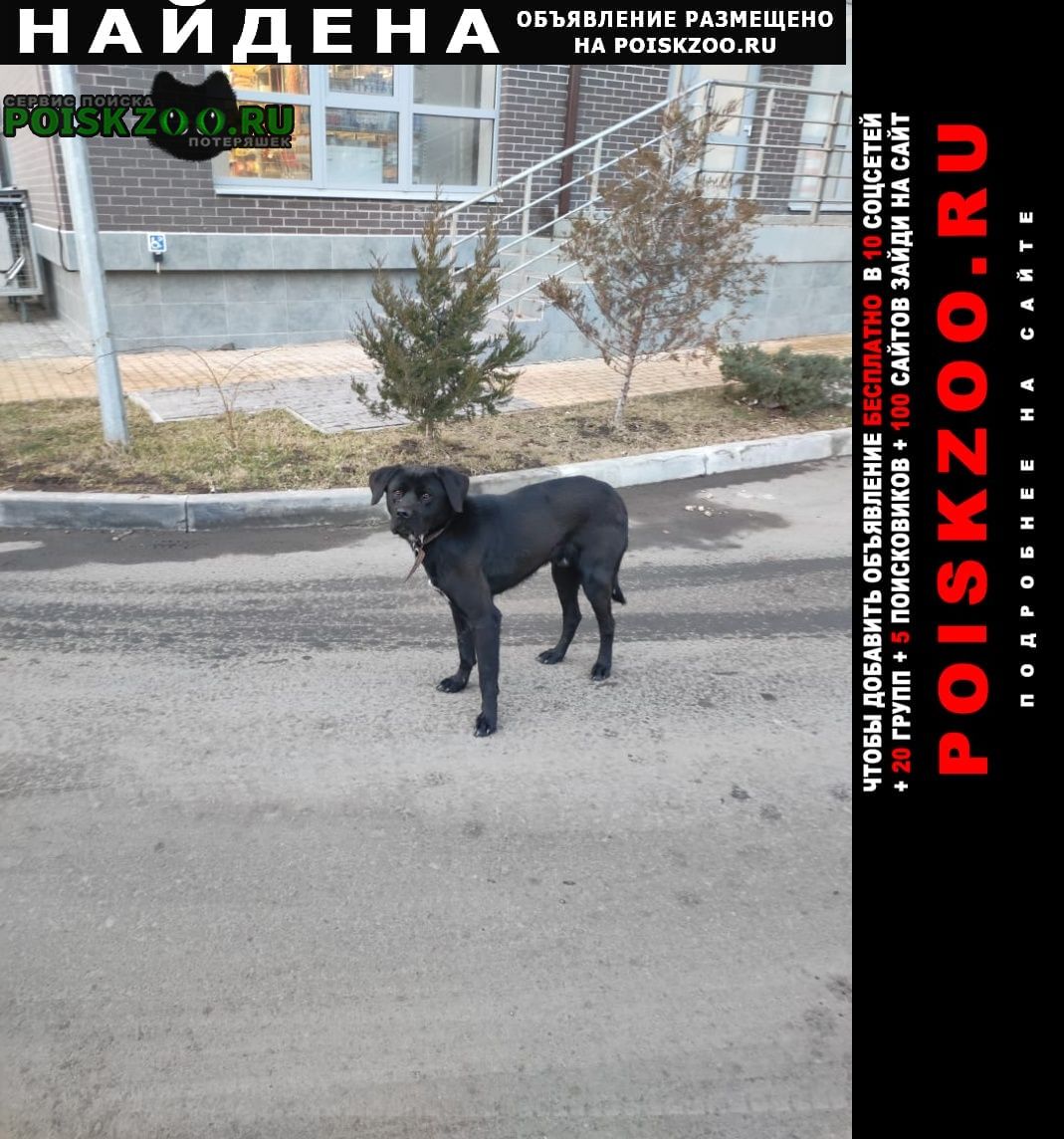 Найдена собака 20 января Ростов-на-Дону