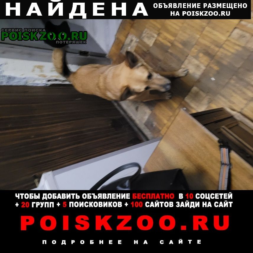 Найдена собака довженко.5843 Москва
