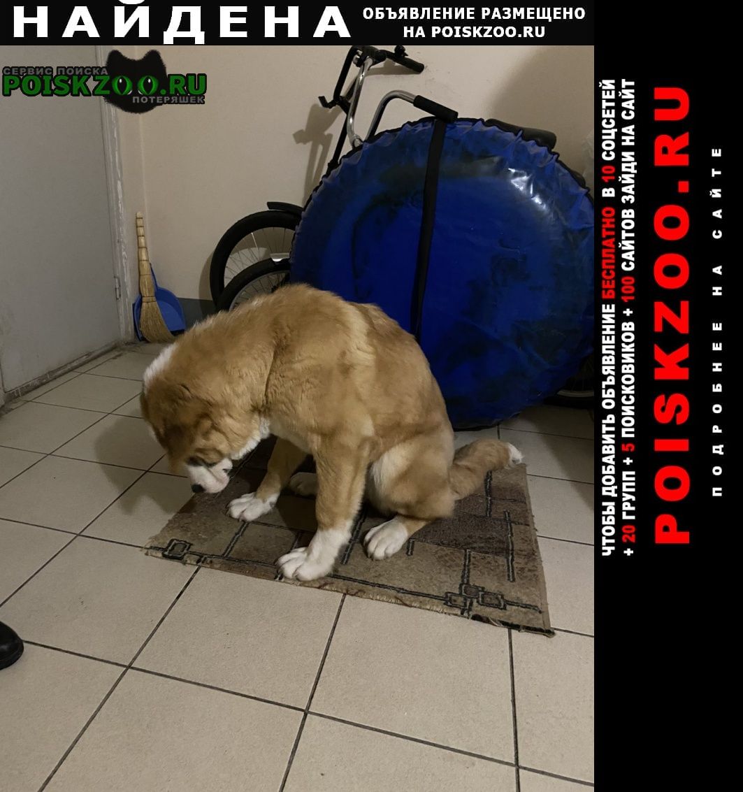 Найдена собака щенок алабая Ярославль