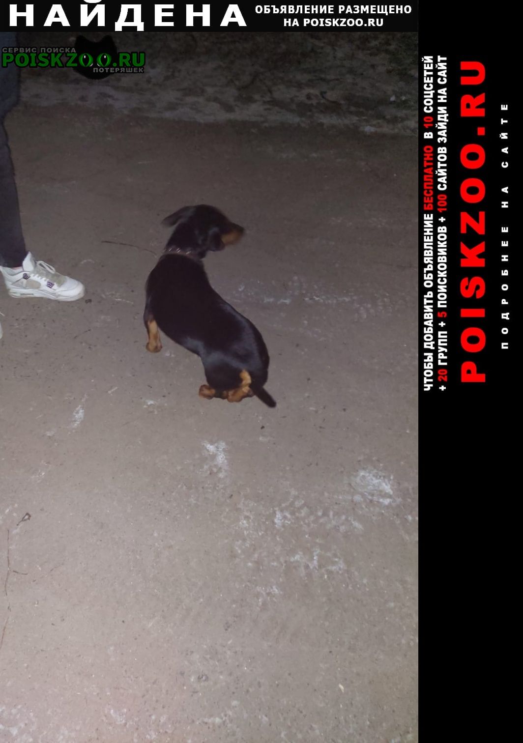 Найдена собака кобель Брянск