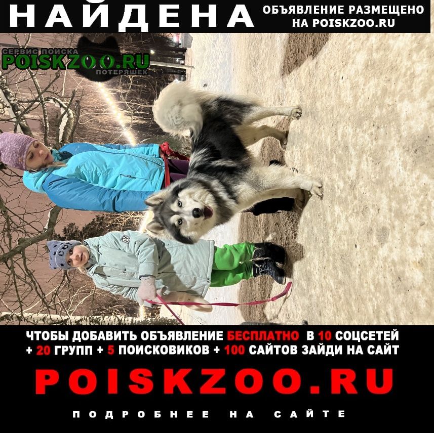 Найдена собака кобель Казань
