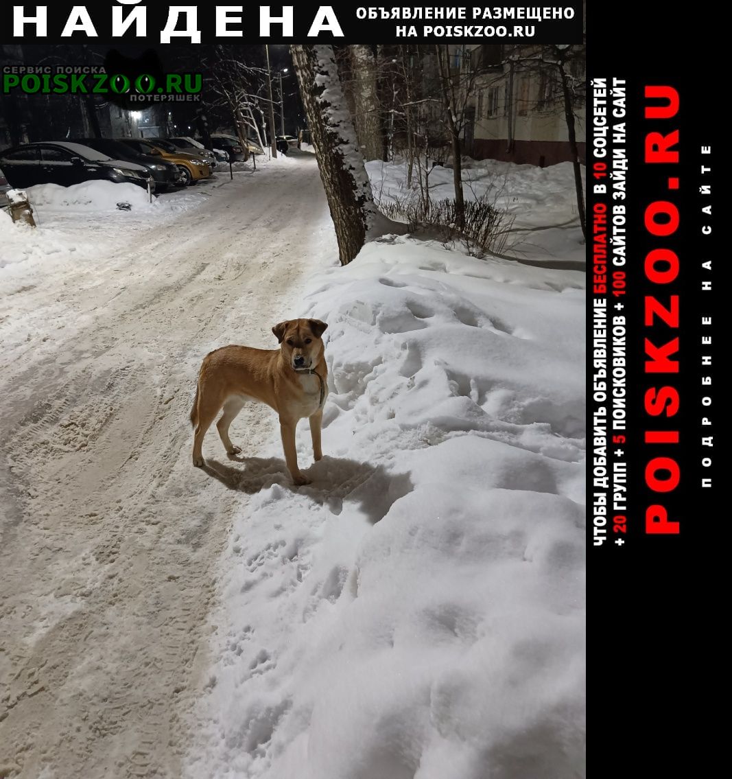 Найдена собака блюхера, 42 Ярославль