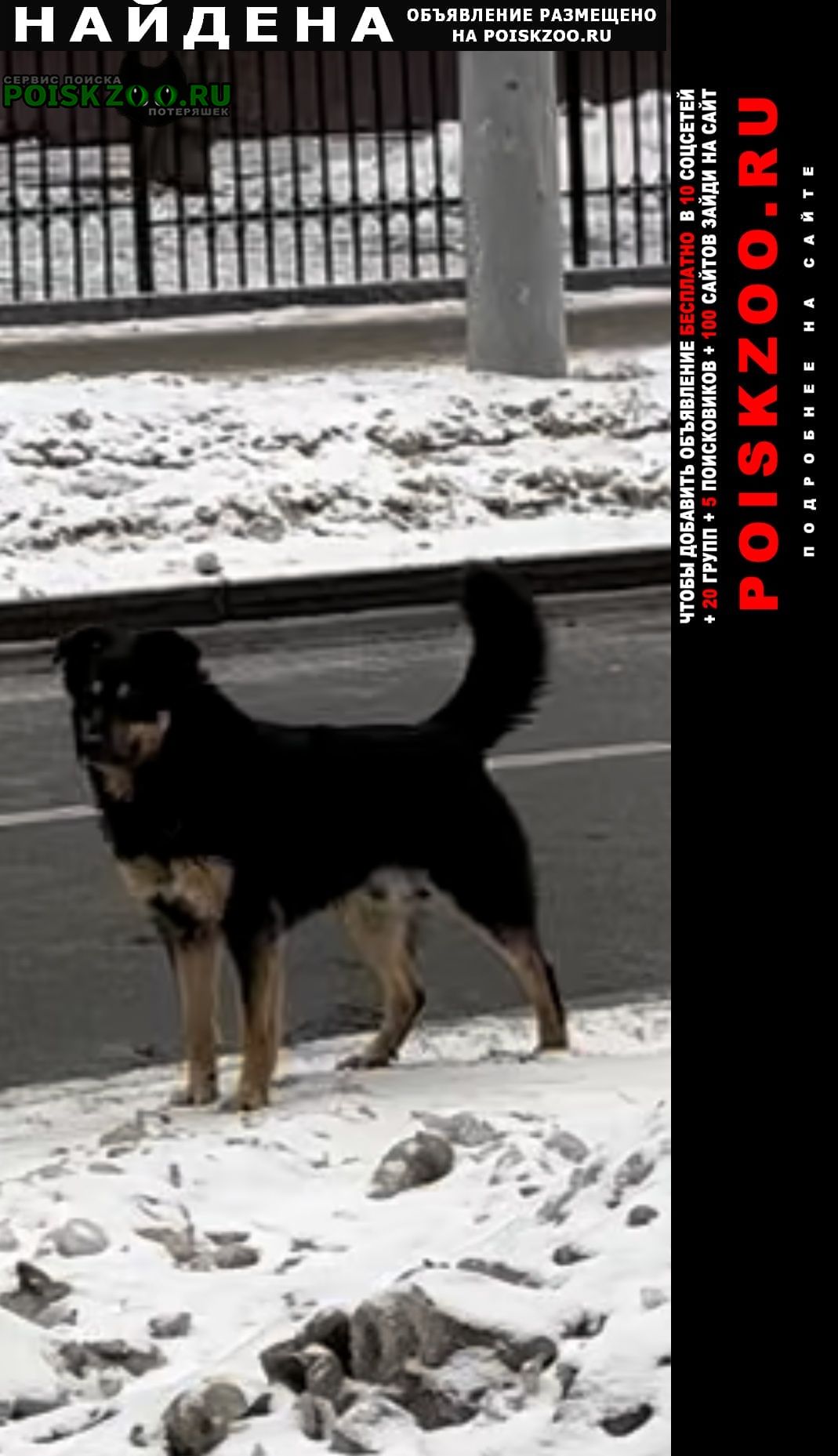 Москва Найдена собака несколько дней бегает около мцк
