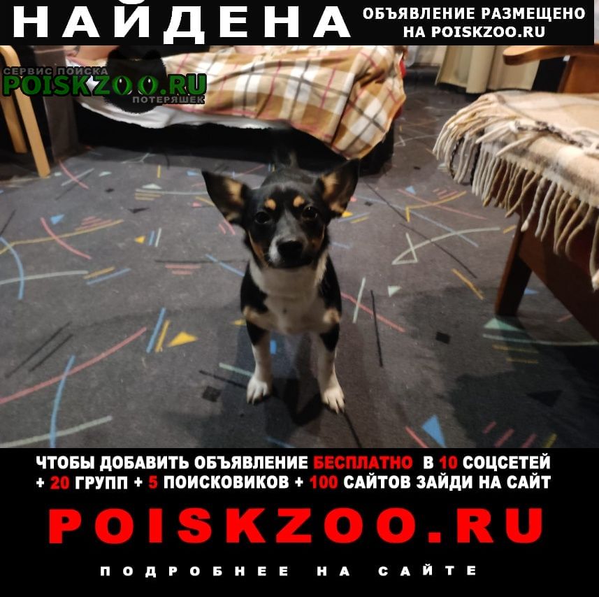 Челябинск Найдена собака девочка в районе зэма.