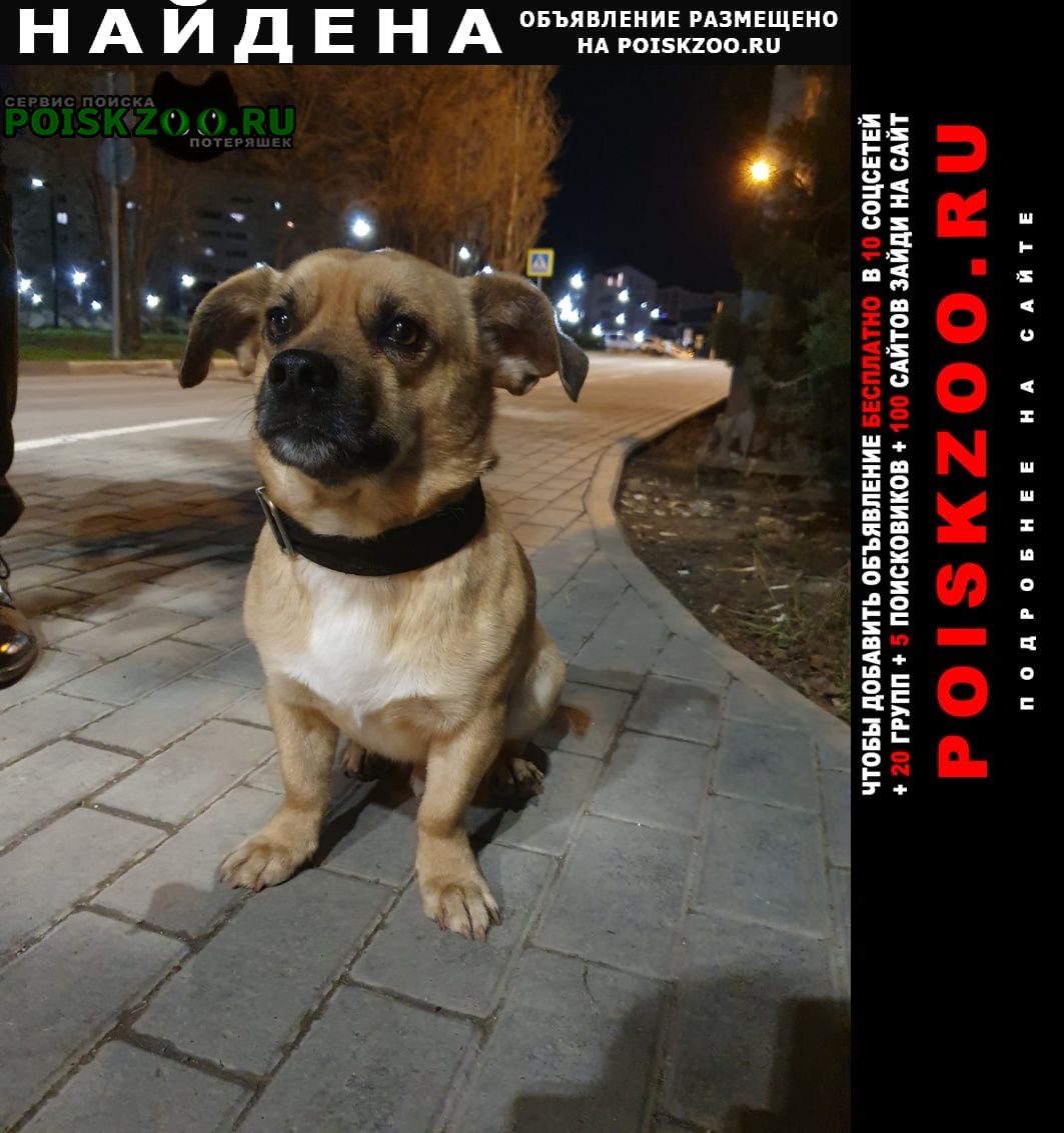 Найдена собака кобель дружелюбный песик Севастополь