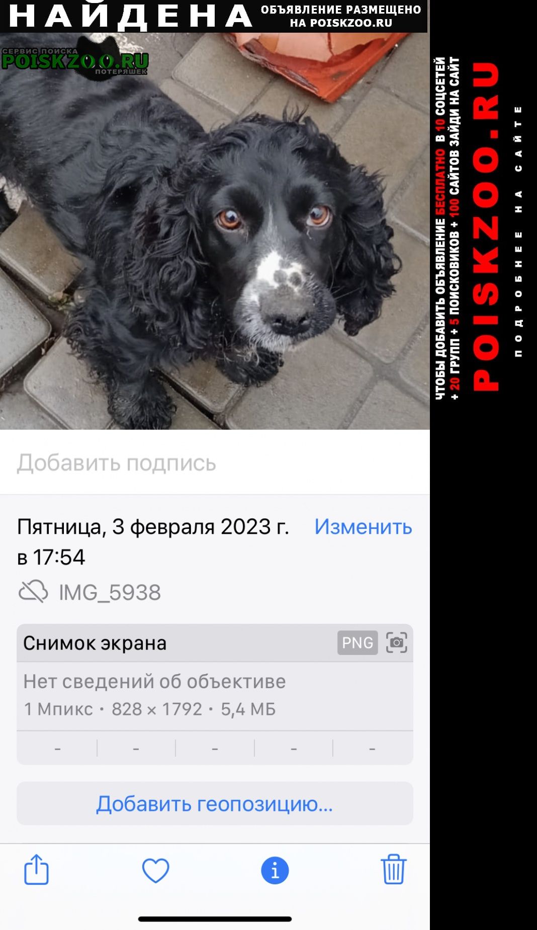 Найдена собака Краснодар