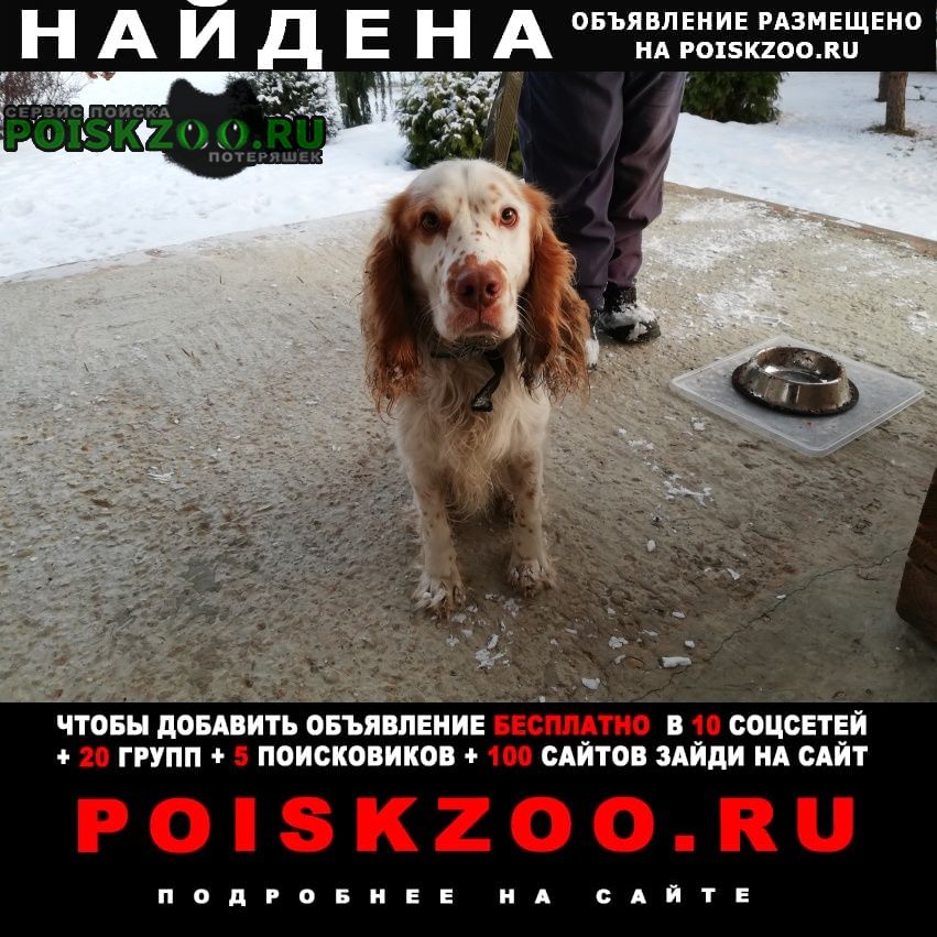 Тамбов Найдена собака кобель русский охотничий спаниель