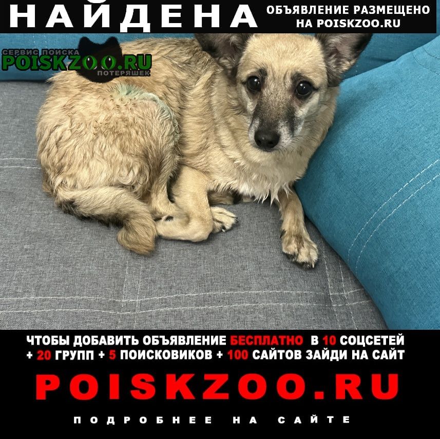 Москва Найдена собака.
