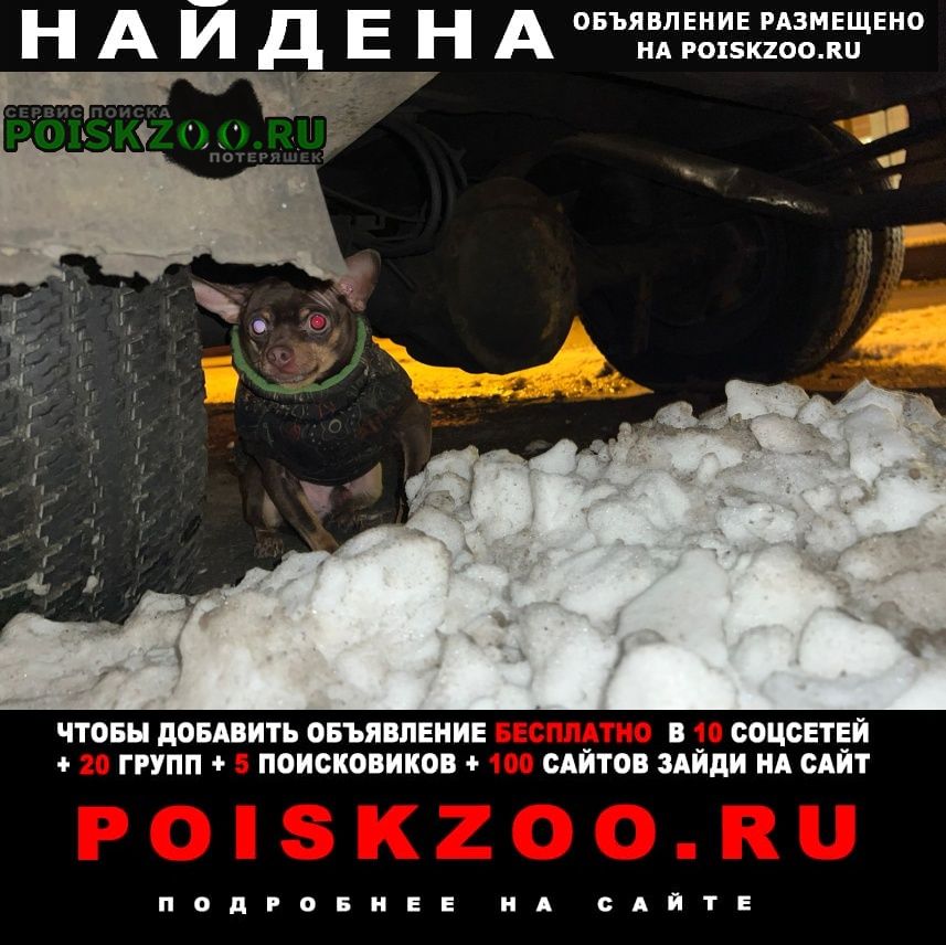 Санкт-Петербург Найдена собака кобель в комбинезоне в руки не даётся
