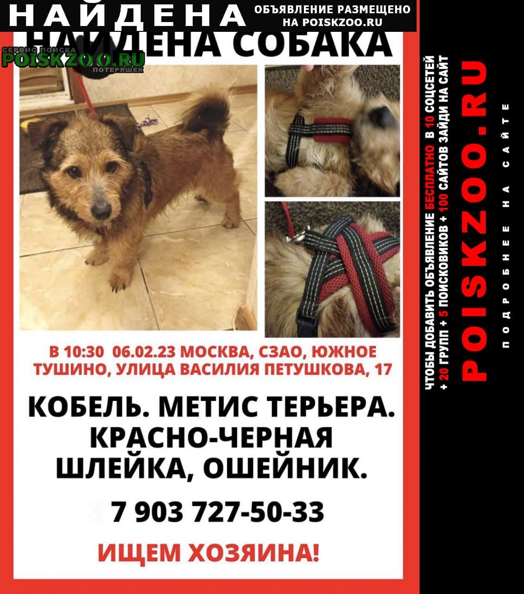 Найдена собака кобель, терьер, красная шлейка Москва