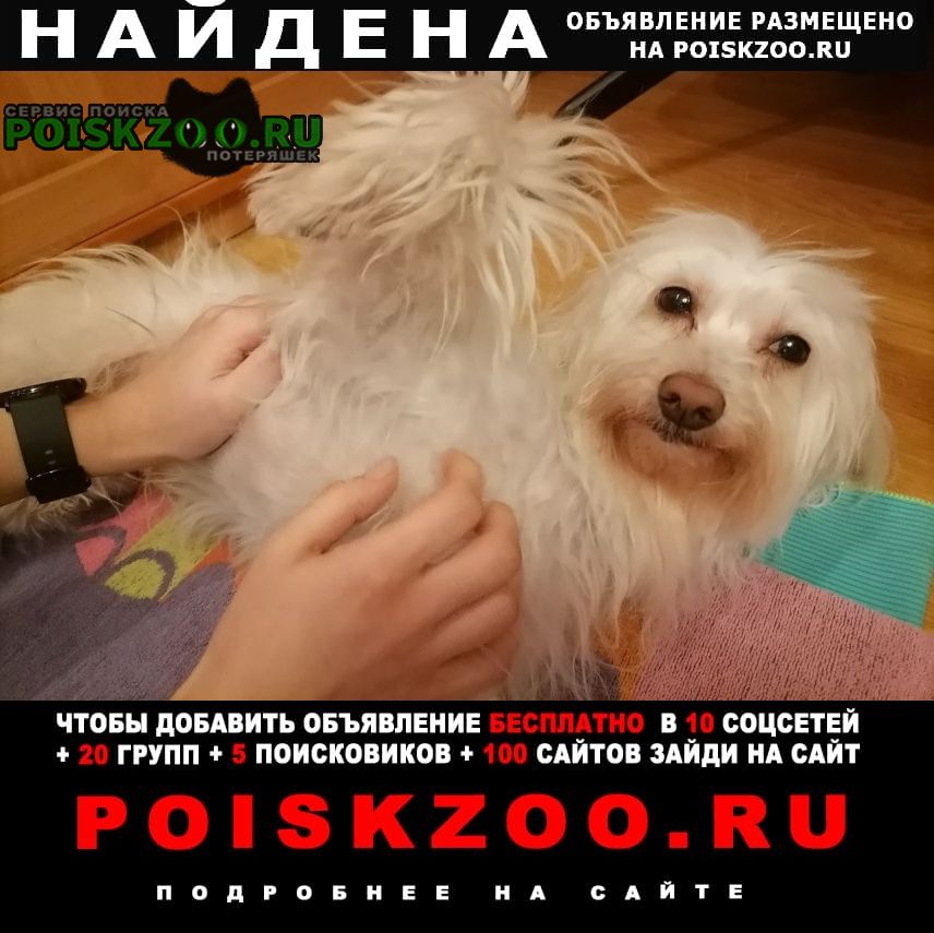 Найдена собака кобель метис болонки Москва