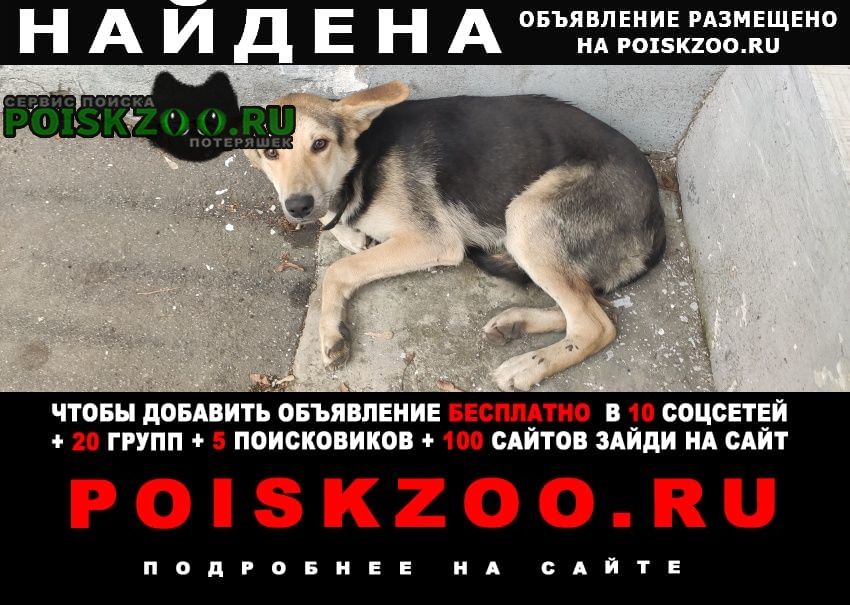 Найдена собака кобель Москва