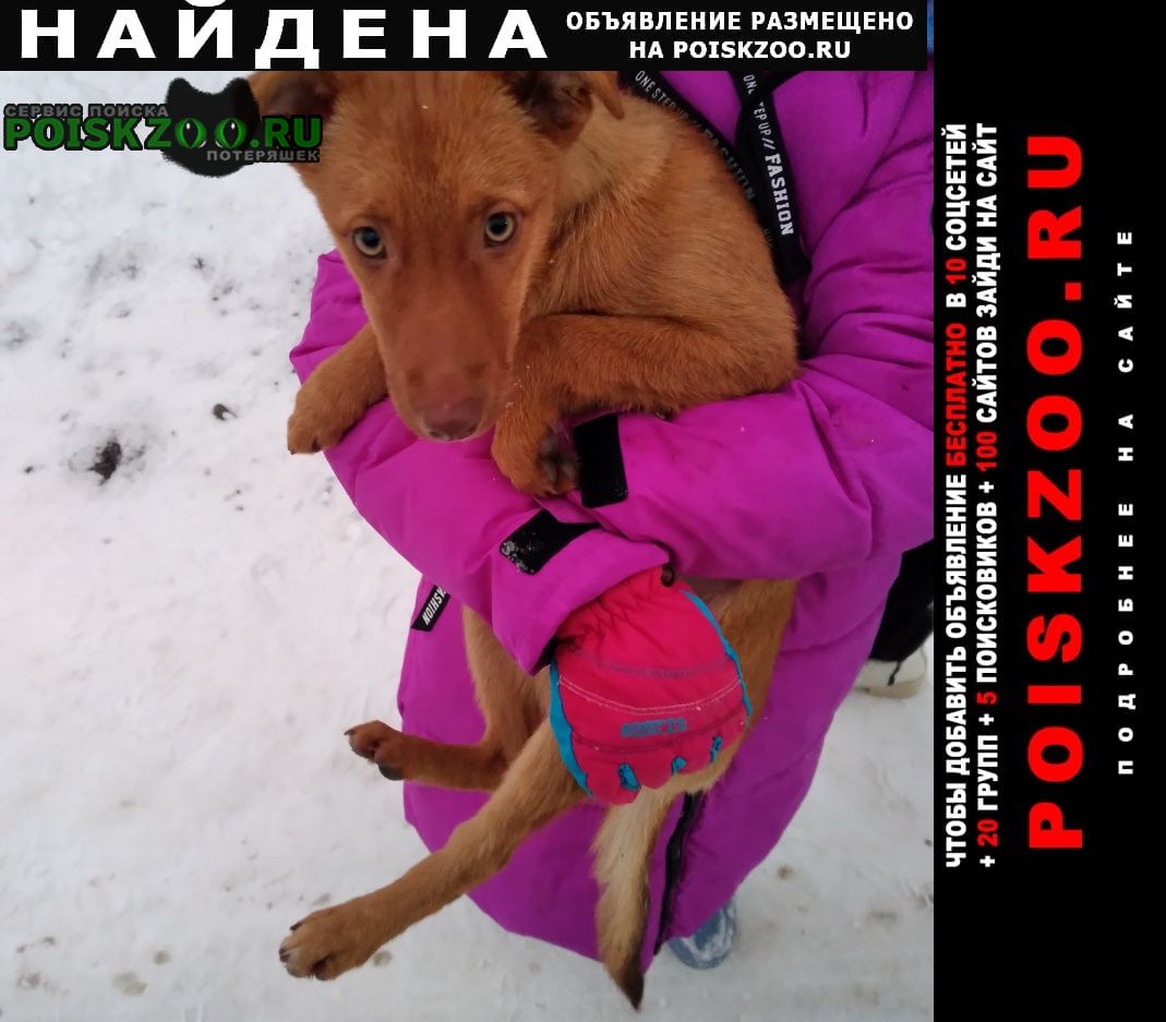 Найдена собака, р-н леруа мерлен Ставрополь