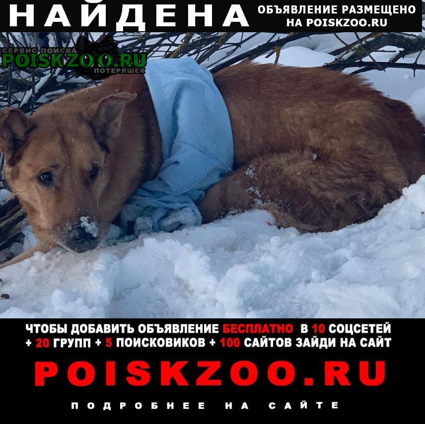 Белые Столбы Найдена собака в с. юсупово