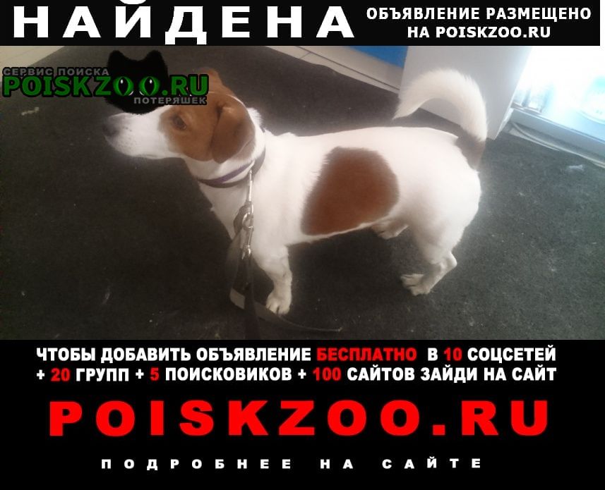 Санкт-Петербург Найдена собака кобель джек рассел.