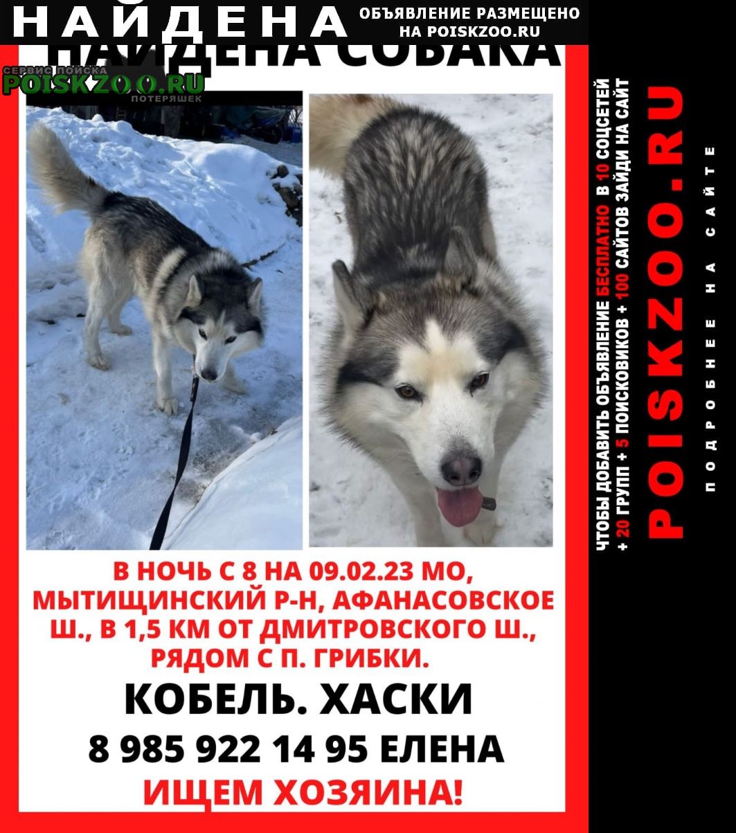 Москва Найдена собака кобель хаски