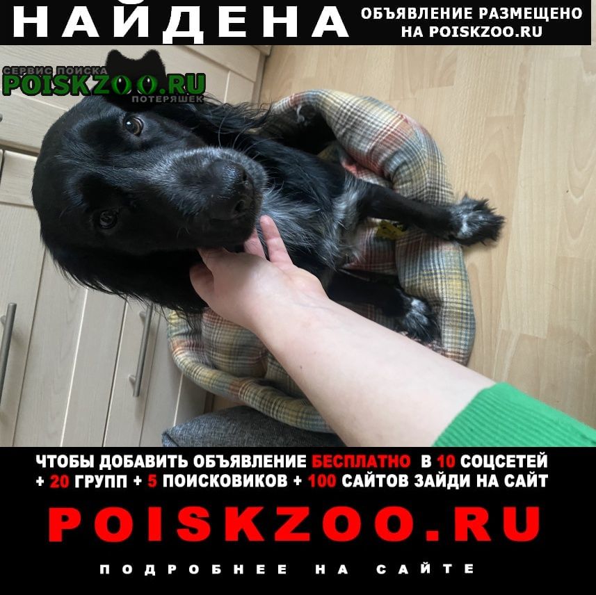 Москва Найдена собака кобель русский спаниель