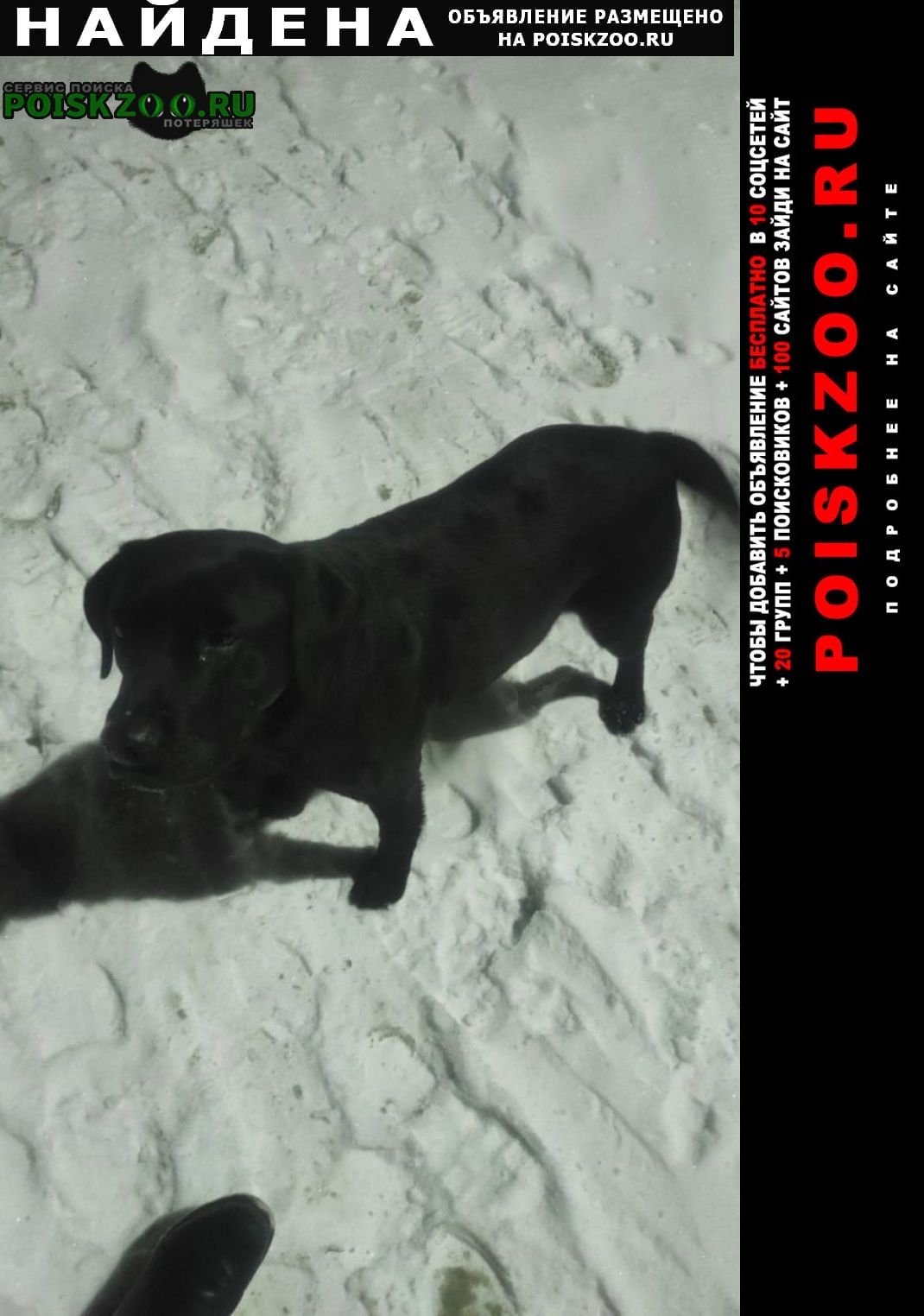 Барнаул Найдена собака ищем хозяина потеряшки