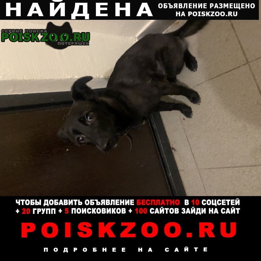 Санкт-Петербург Найдена собака на авангардной