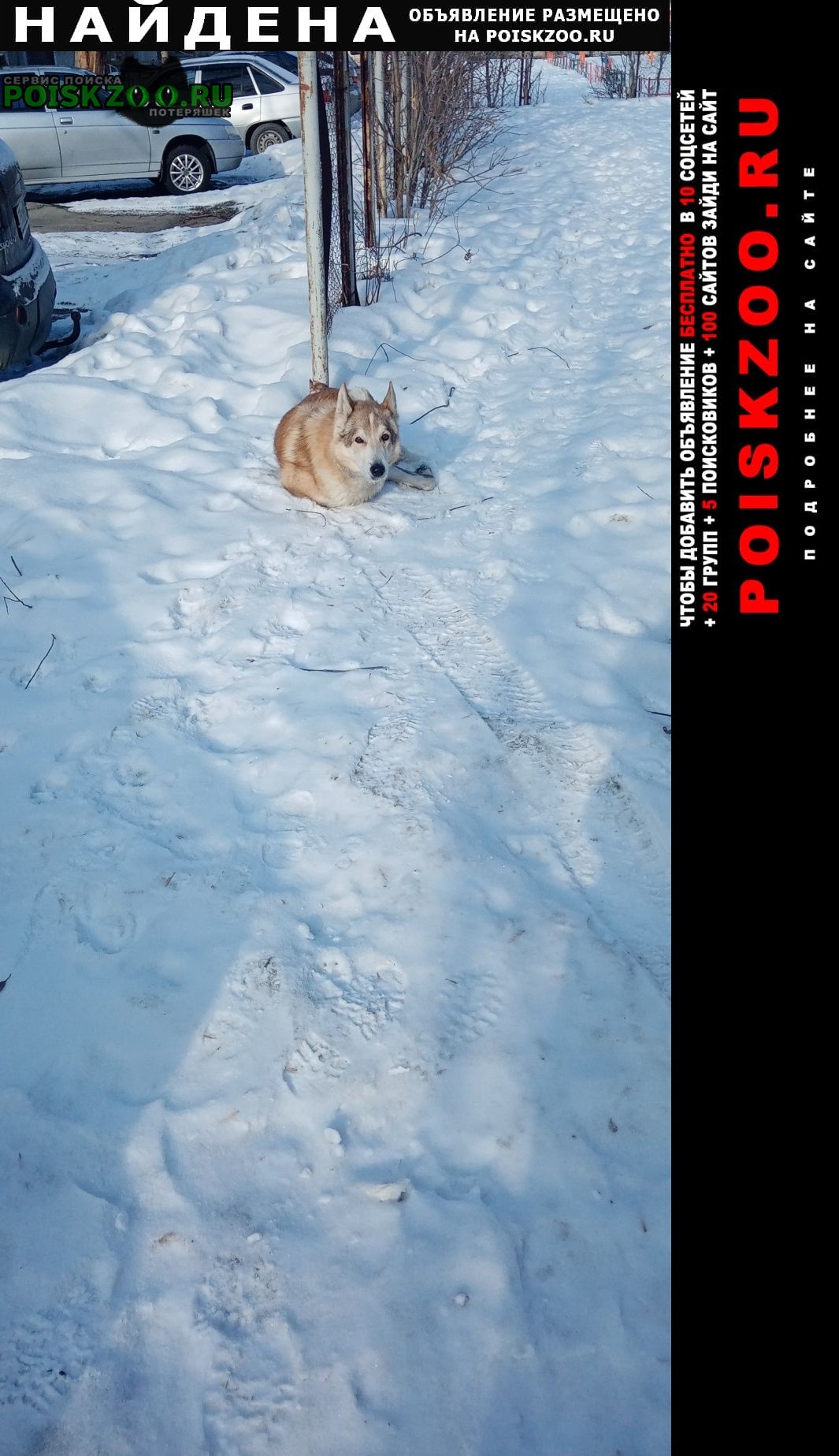 Найдена собака бегает комсомольский проспект 42, 44, 46 Челябинск
