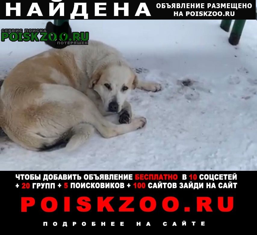 Найдена собака кобель Пушкино