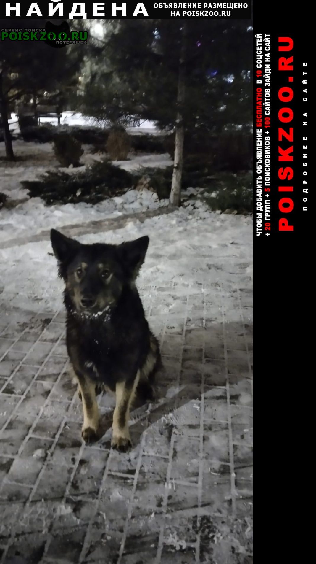 Найдена собака Краснодар