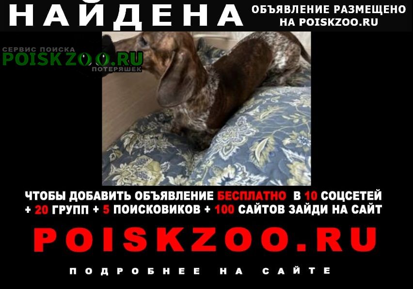 Найдена собака щенок таксы Москва