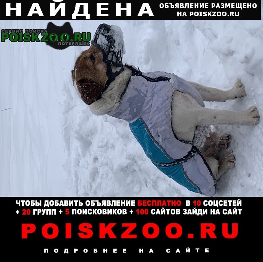 Москва Найдена собака кобель джек рассел терьер