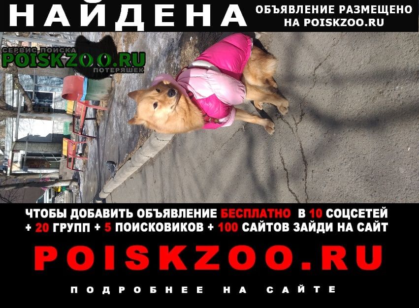 Найдена собака, район первой речки Владивосток