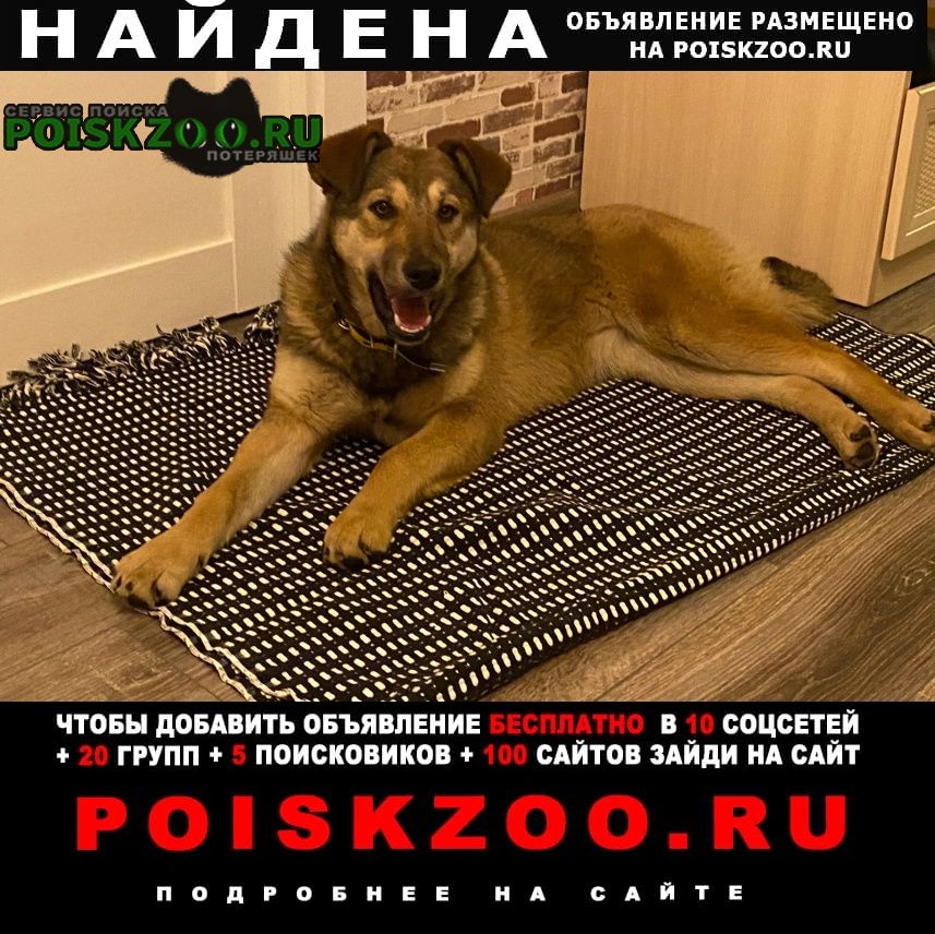 Москва Найдена собака