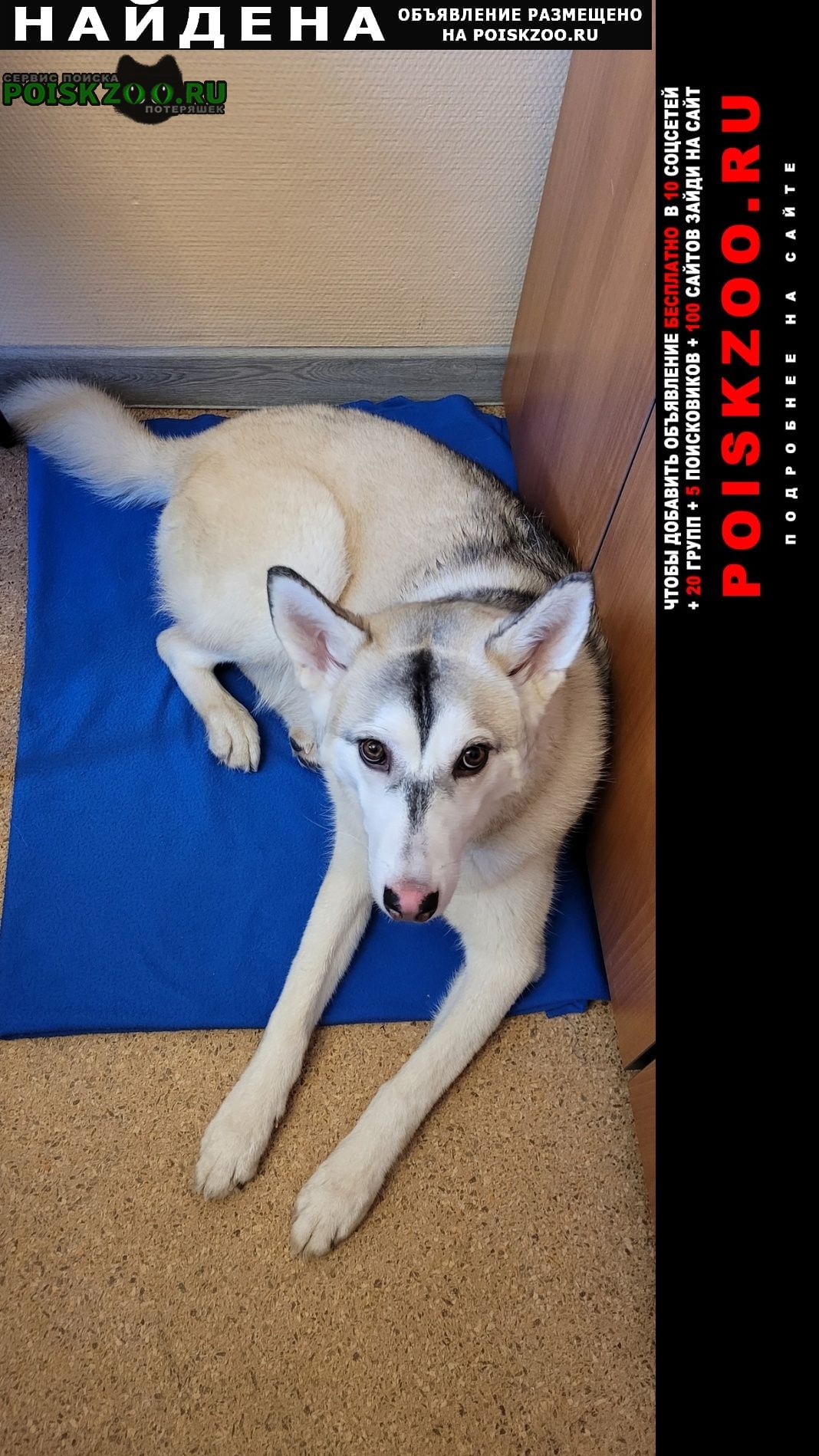 Найдена собака кобель метис хаски, возраст 1-2 года Вологда