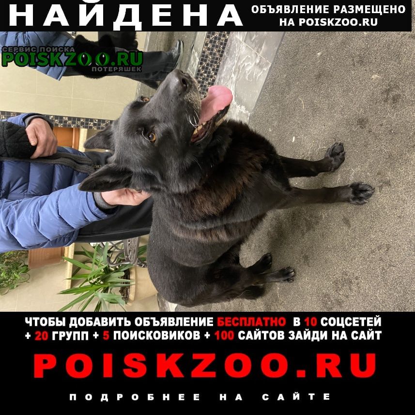Санкт-Петербург Найдена собака кобель. чёрная овчарка.