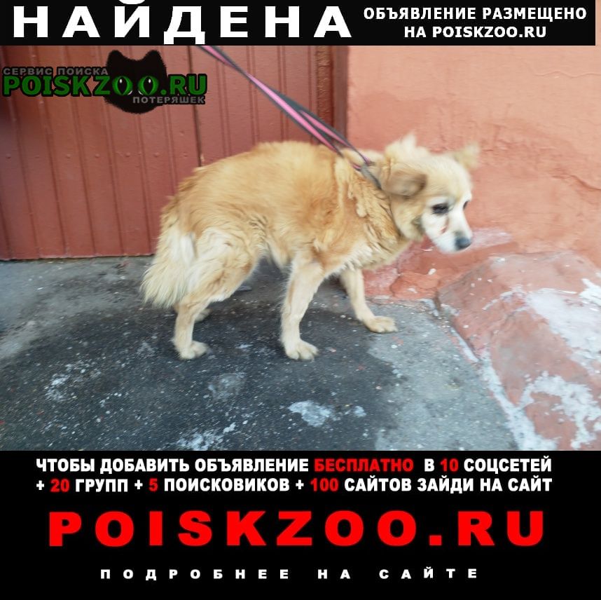Москва Найдена собака старая собачка в ошейнике