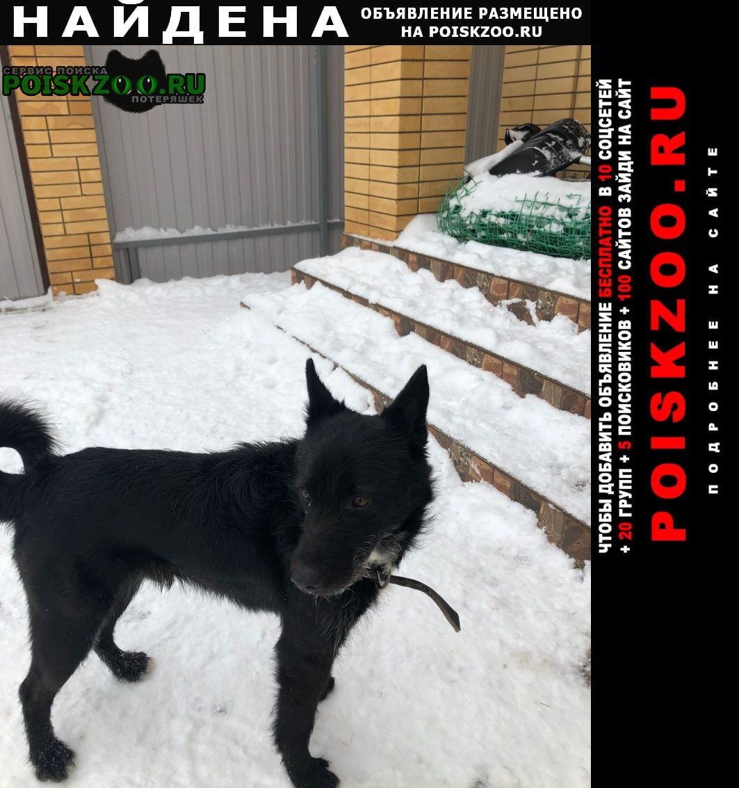 Найдена собака кобель хозяин найдись Батайск