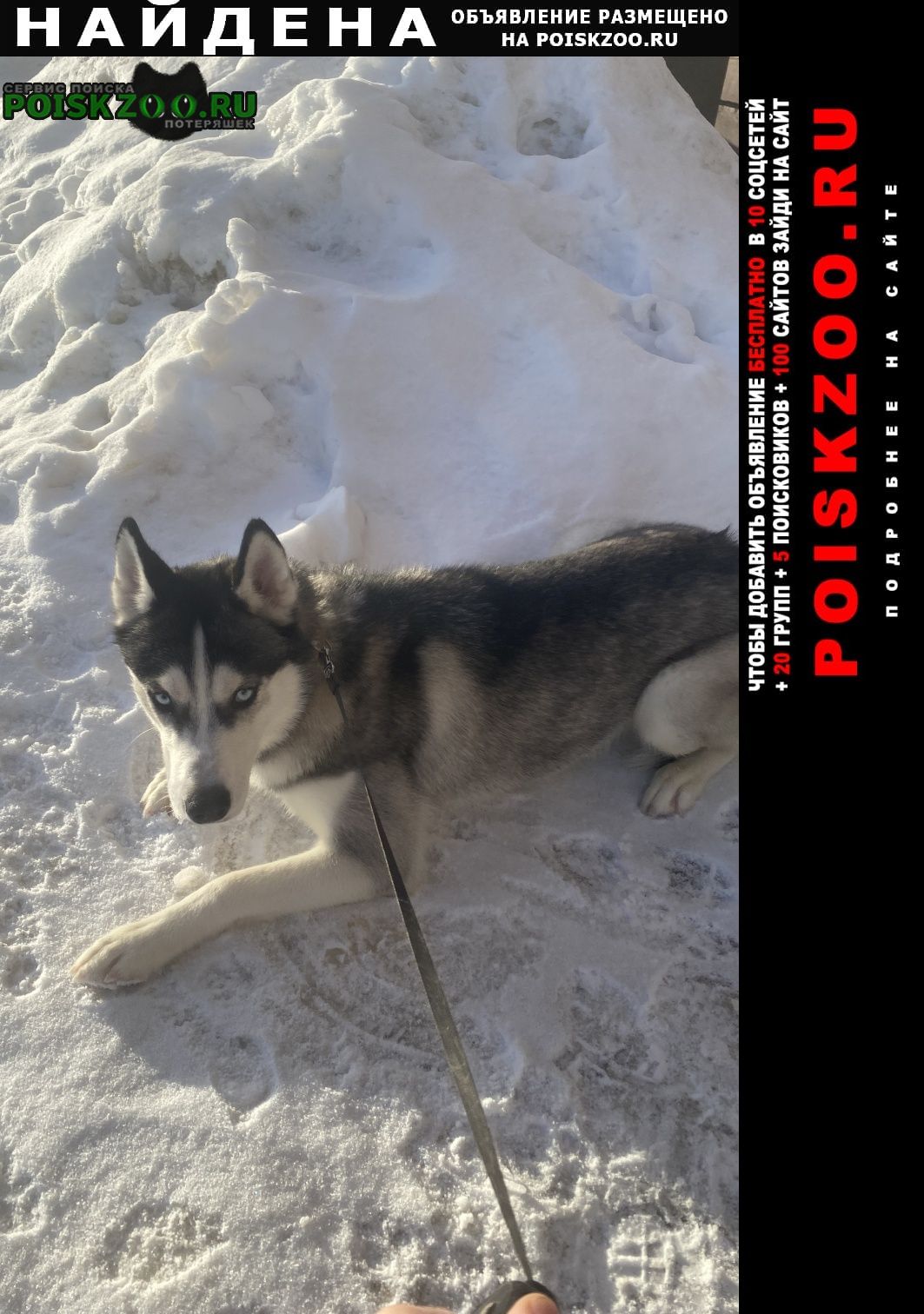 Найдена собака кобель хаски, молодой пацан Воскресенск