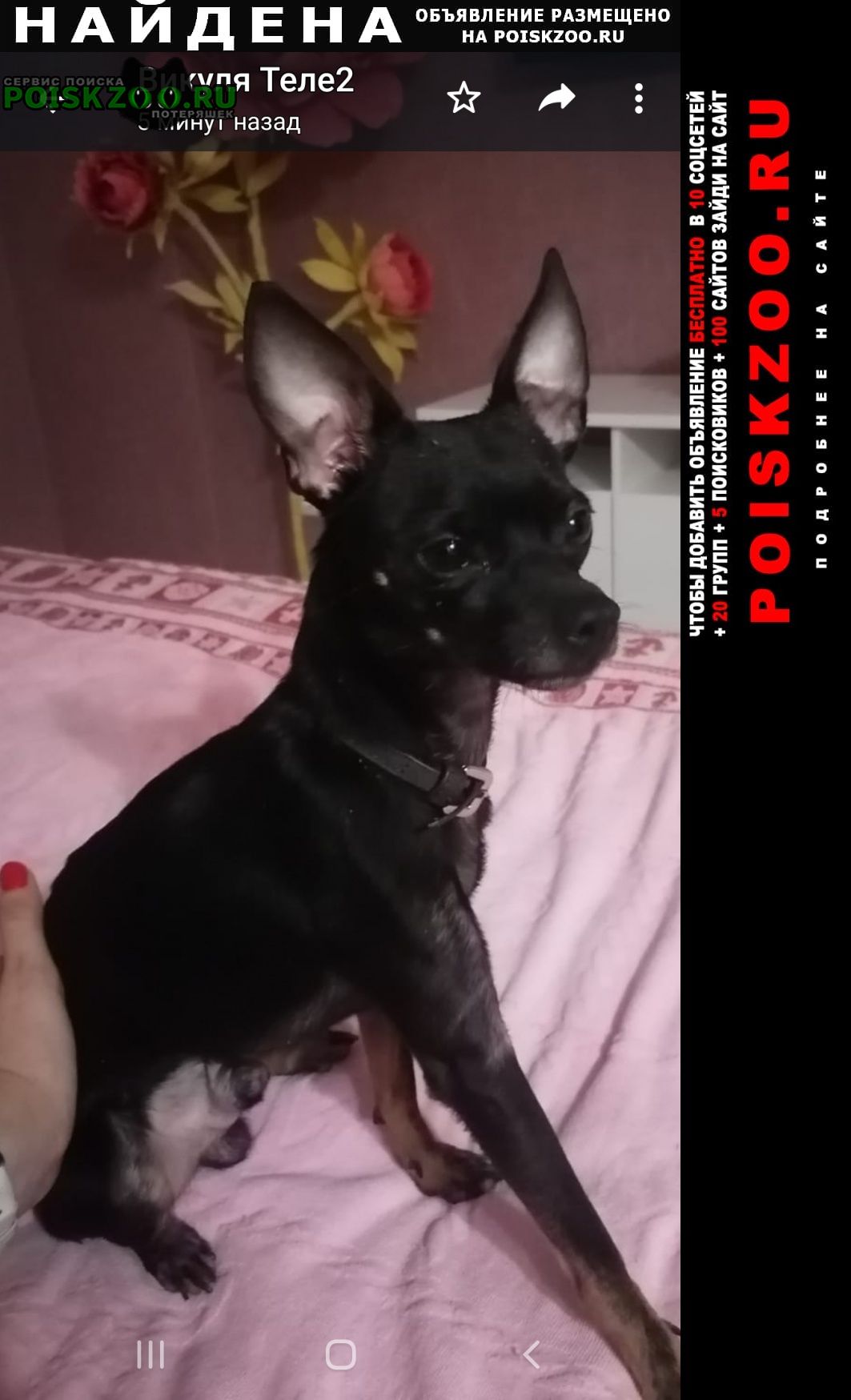 Найдена собака кобель молодой той-терьер Краснодар
