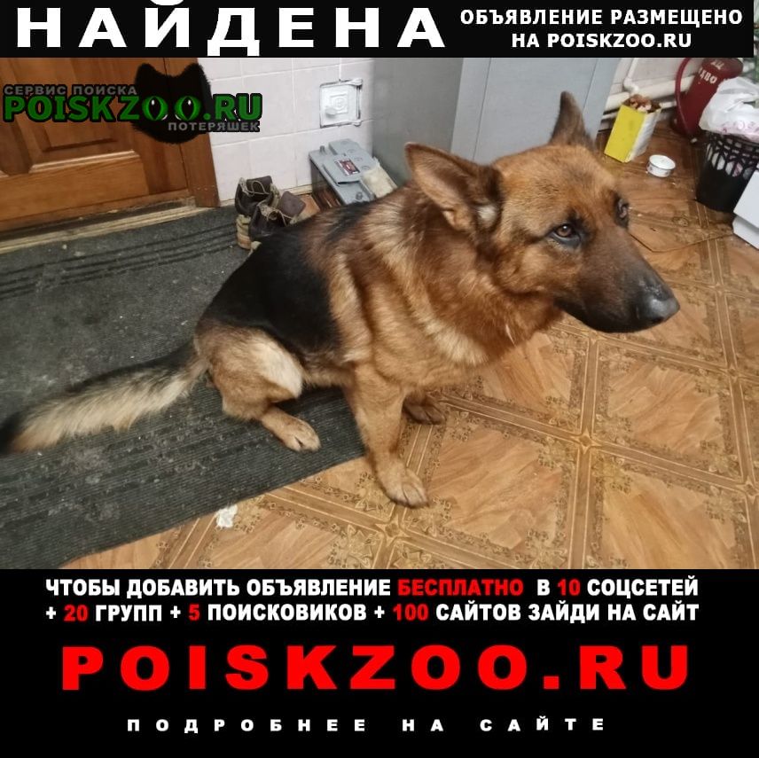 Казань Найдена собака