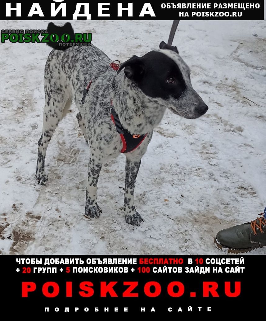 Найдена собака, ул. молодежная Реутов
